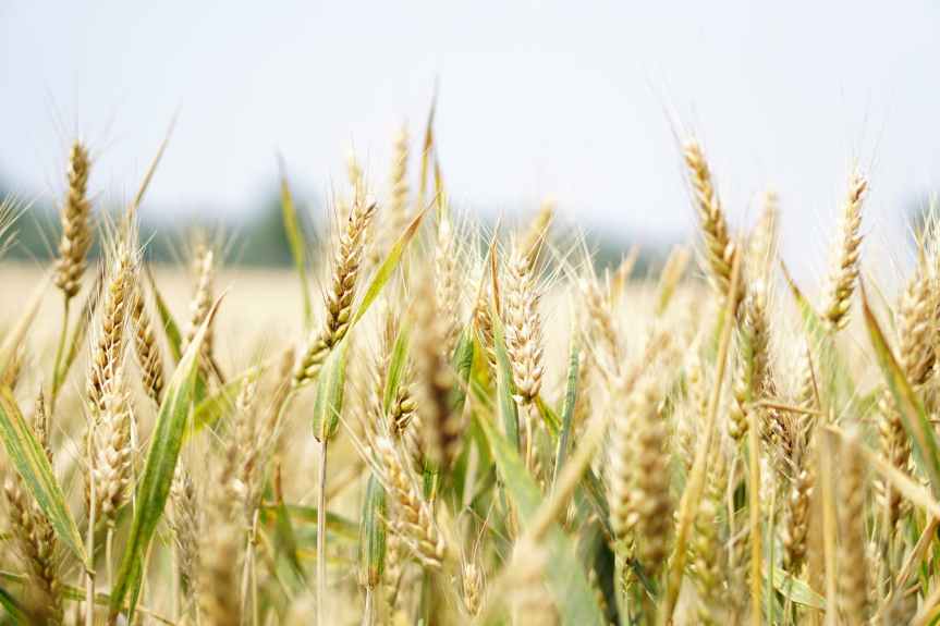 Guerra en Ucrania aumentará 22% los precios de los alimentos, principalmente cereales: FAO