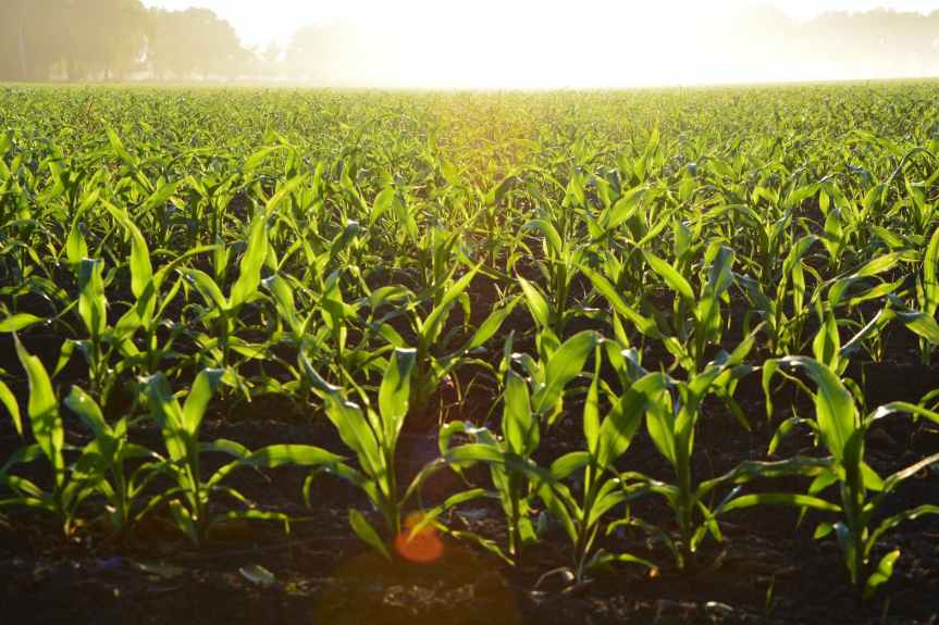No admitimos presiones para introducir maíz transgénico al consumo humano: AMLO